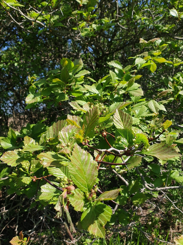 Crataegus succulenta — whole photograph