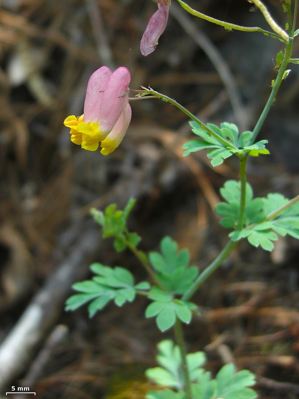 Capnoides sempervirens — bloom photograph