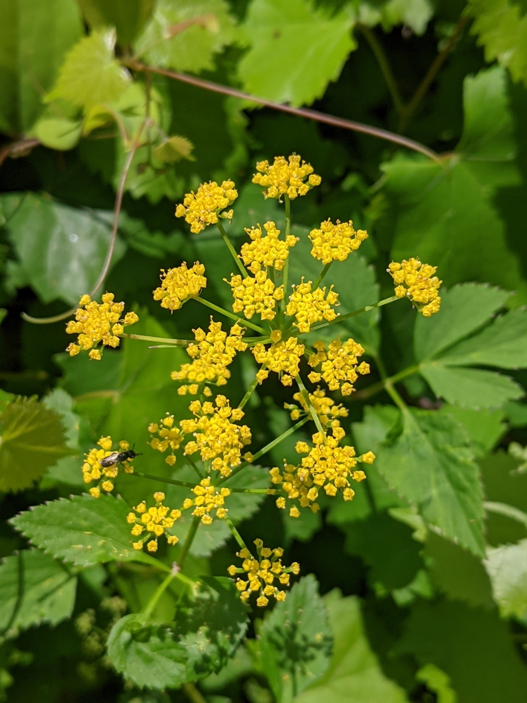 Zizia aurea — bloom photograph