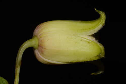 Clematis versicolor — flower photograph