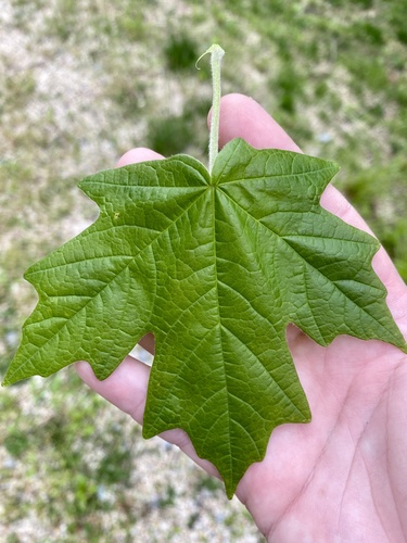 Acer floridanum — foliage photograph
