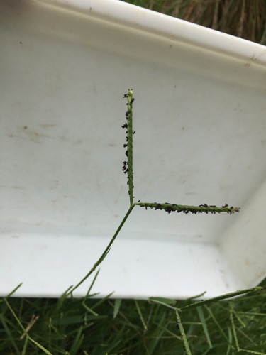 Paspalum distichum — fruit photograph