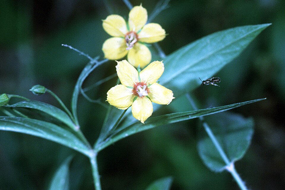 Steironema lanceolatum — bloom photograph