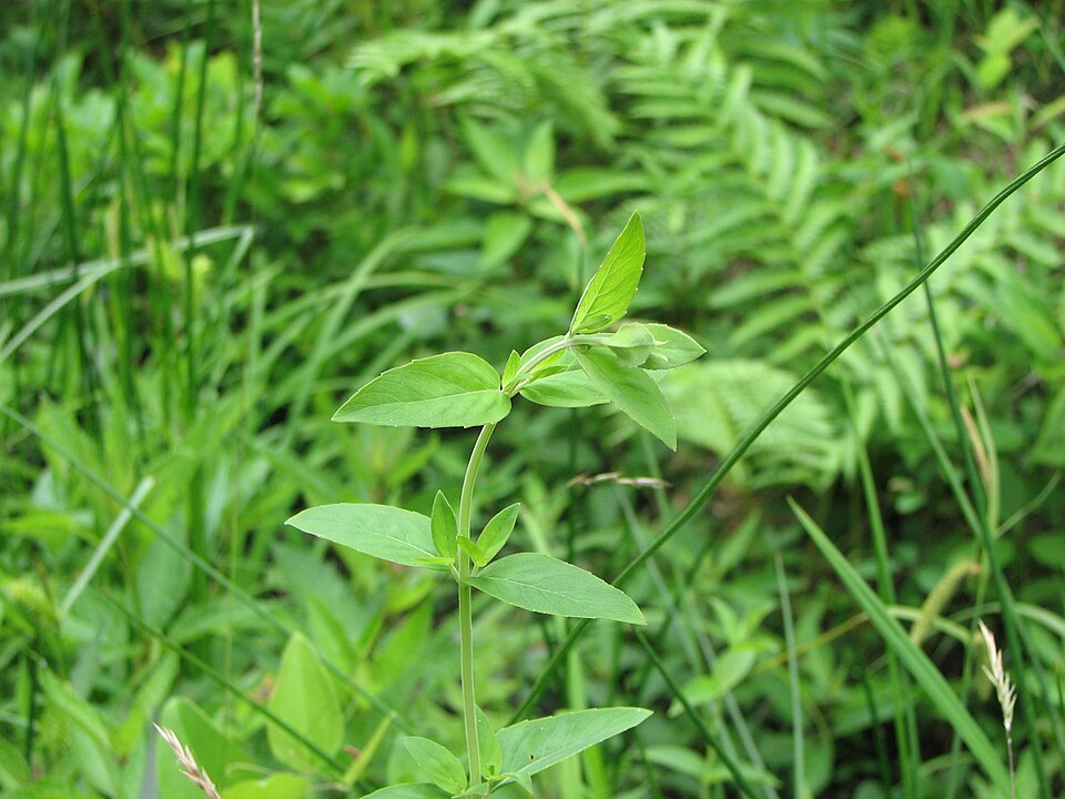 Pycnanthemum setosum — foliage photograph