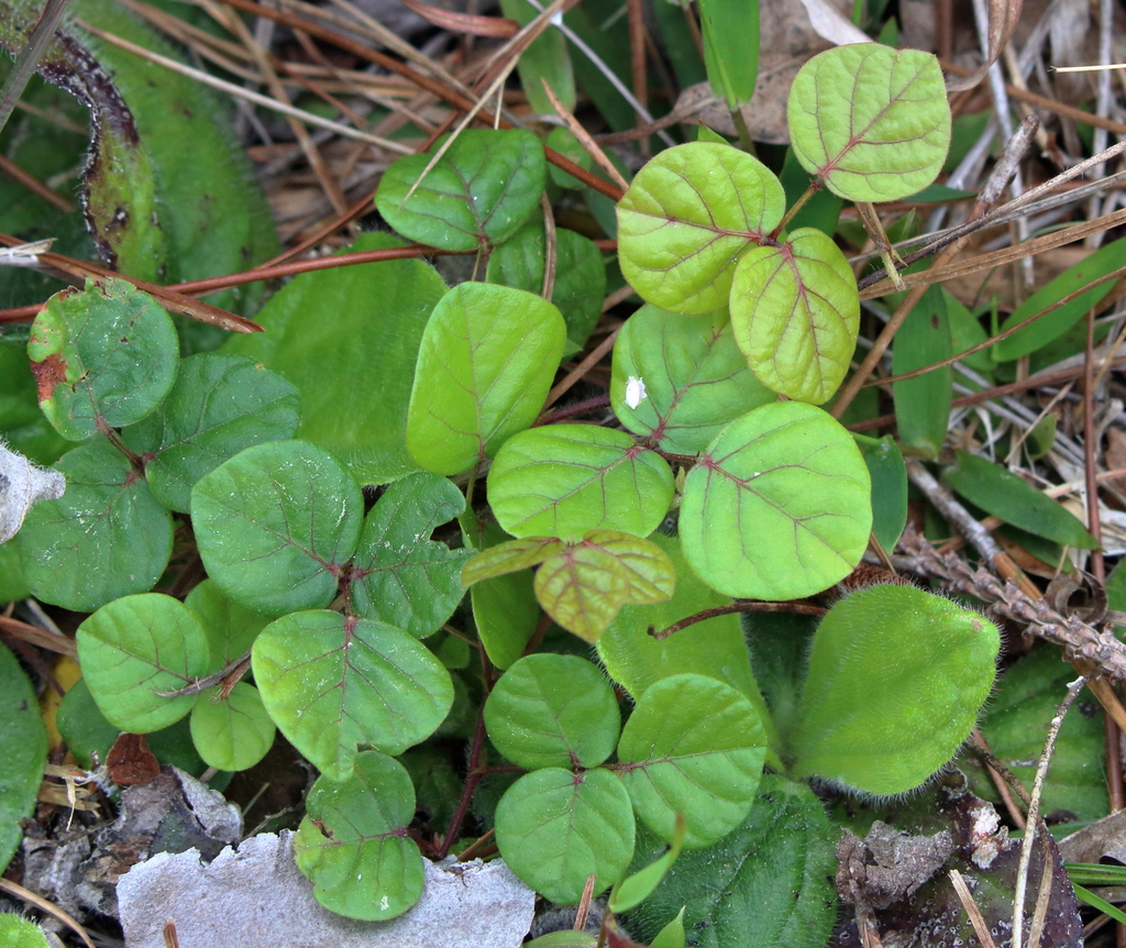 Desmodium lineatum — foliage photograph