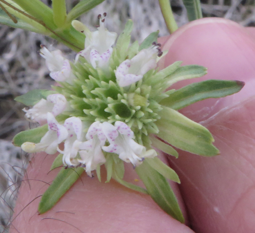 Hyptis alata — flower photograph