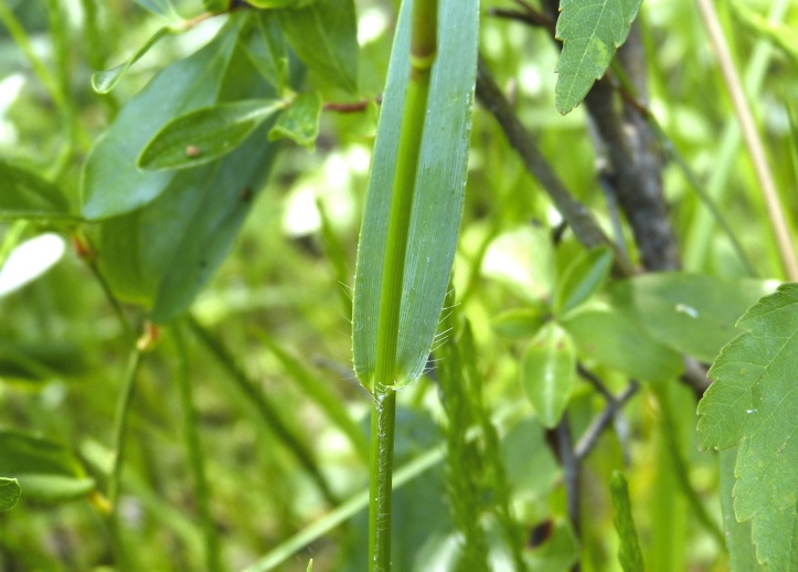 Dichanthelium erectifolium — leaf photograph