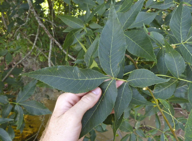 Carya glabra — leaf photograph