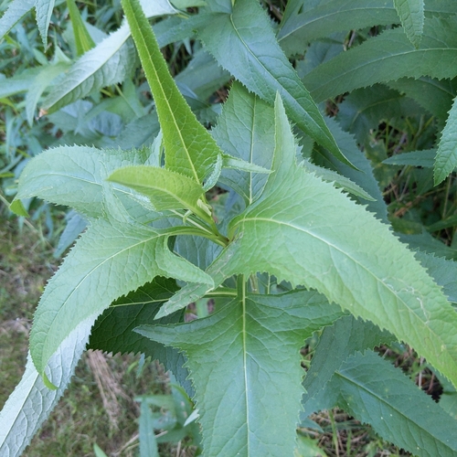 Hasteola suaveolens — foliage photograph