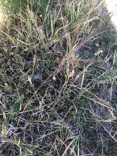 Cenchrus spinifex — whole photograph