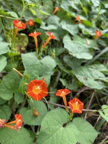 Ipomoea coccinea — flower photograph