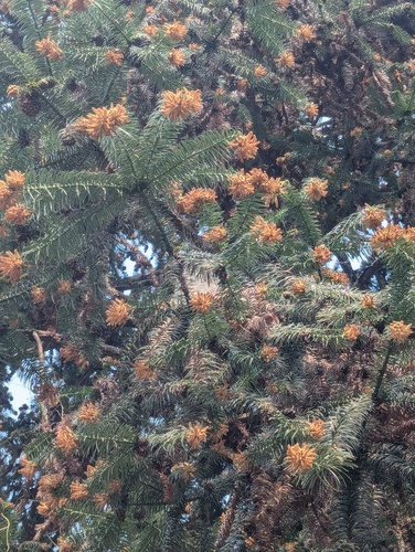 Cunninghamia lanceolata — fruit photograph