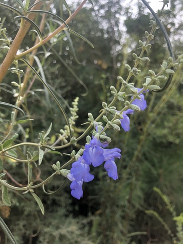 Salvia azurea var. azurea photograph
