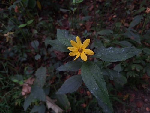 Helianthus decapetalus — bloom photograph