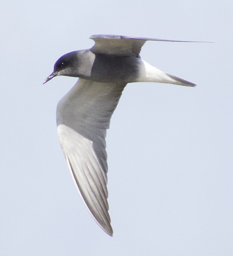 Female Black Tern, whole bird