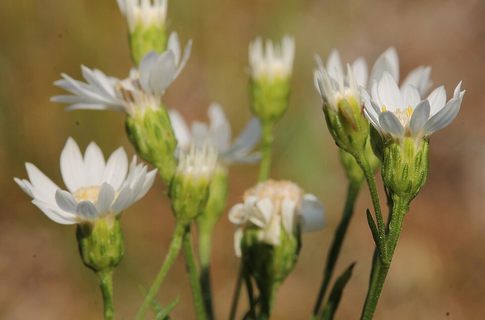 Solidago ptarmicoides — bloom photograph