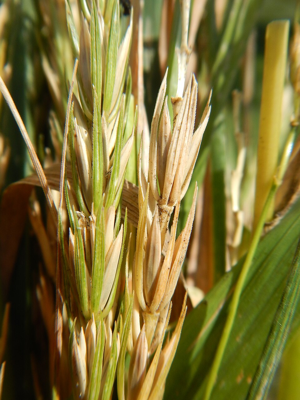 Elymus virginicus — fruit photograph