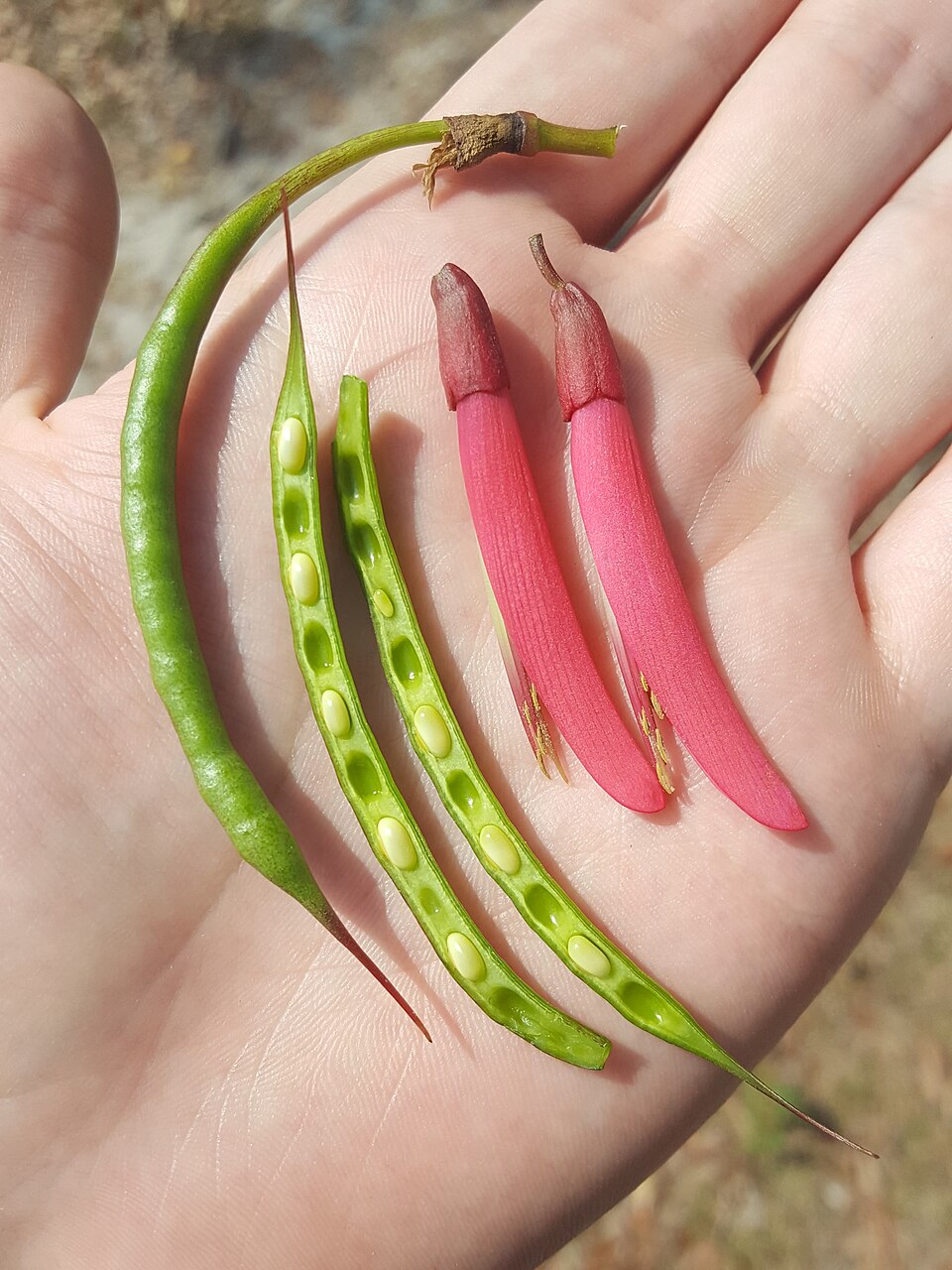 Erythrina herbacea — fruit photograph