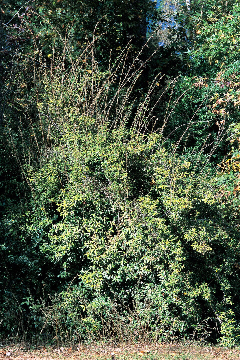 Elaeagnus pungens — whole photograph