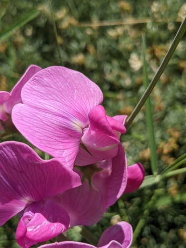 Lathyrus latifolius — flower photograph