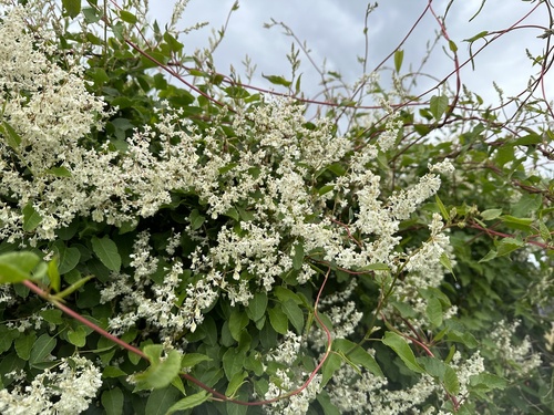 Fallopia baldschuanica — flower photograph