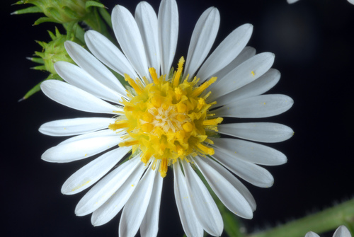Symphyotrichum pilosum var. pilosum — bloom photograph