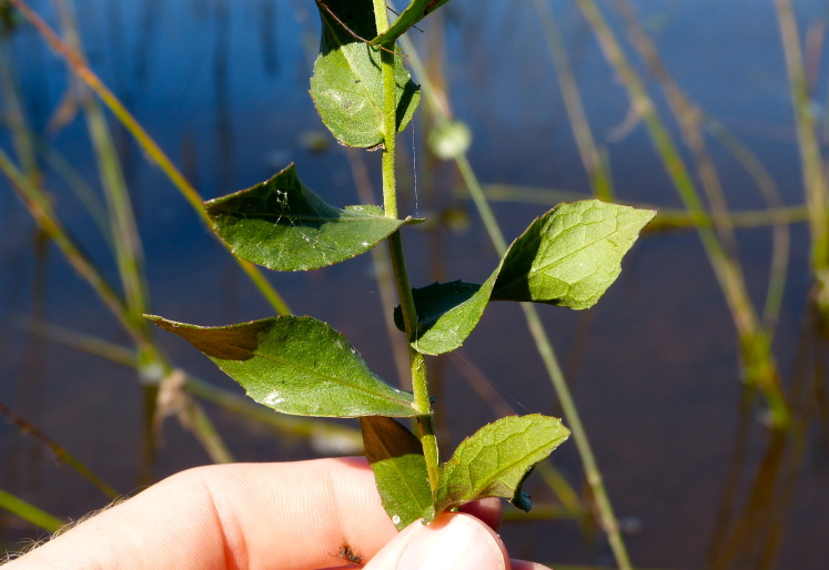 Pluchea baccharis — leaf photograph
