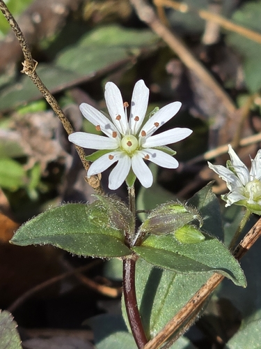 Stellaria pubera — flower photograph
