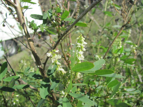 Melilotus albus — flower photograph