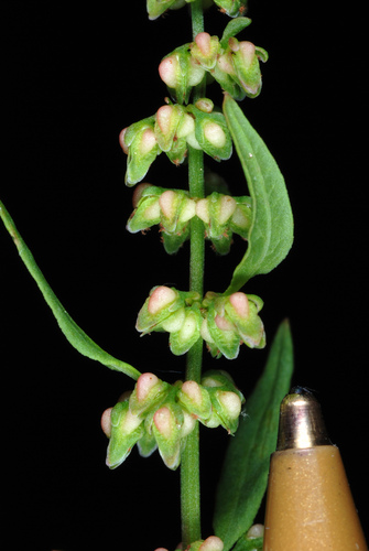 Rumex conglomeratus — fruit photograph
