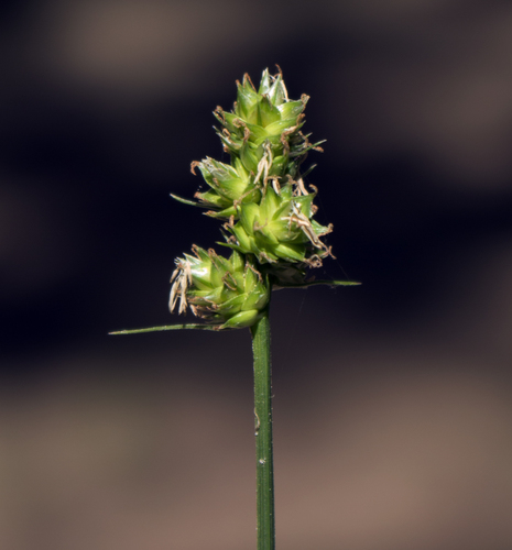 Carex muehlenbergii photograph