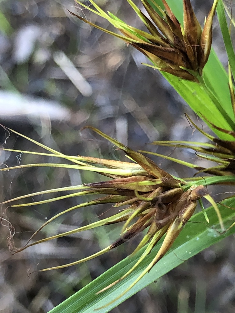Rhynchospora macrostachya — fruit photograph