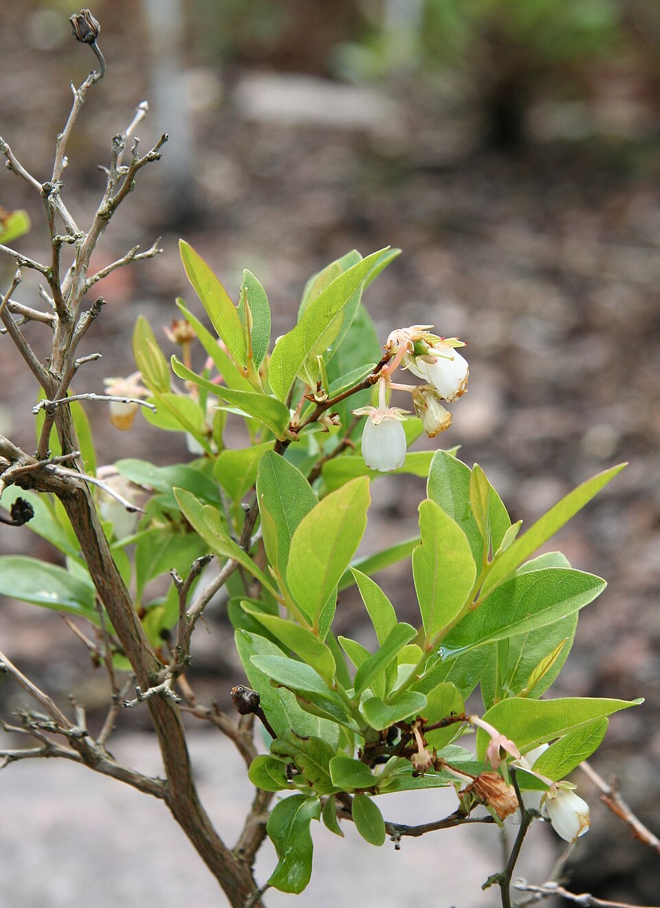 Lyonia mariana — bloom photograph