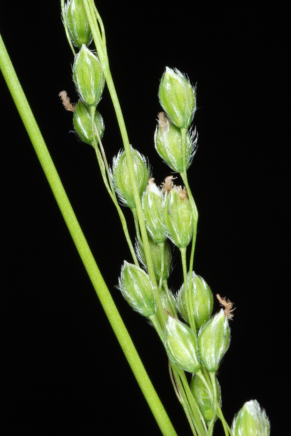 Anthenantia villosa — bloom photograph