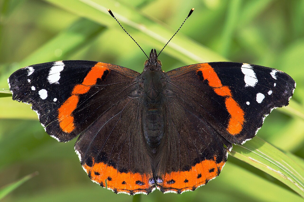 Red Admiral