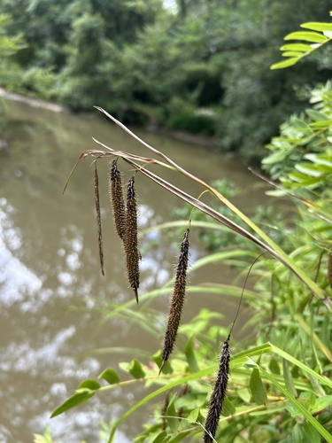 Carex crinita var. brevicrinis photograph