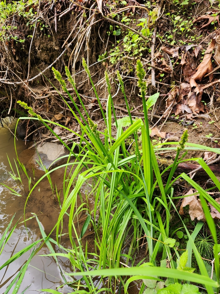 Carex stipata var. stipata — whole photograph