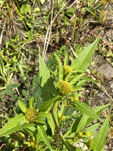 Bidens comosa — bloom photograph