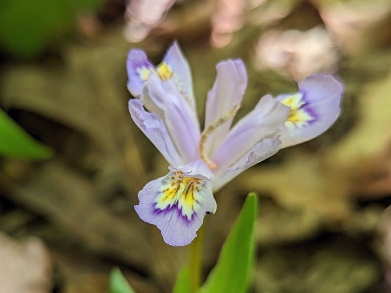 Iris cristata — bloom photograph