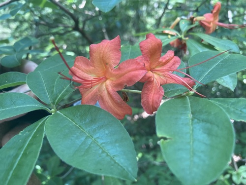 Rhododendron cumberlandense photograph