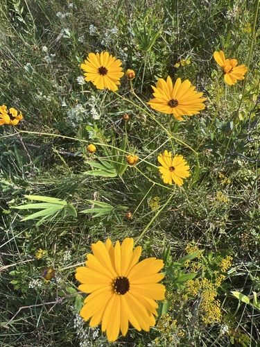 Coreopsis linifolia — flower photograph