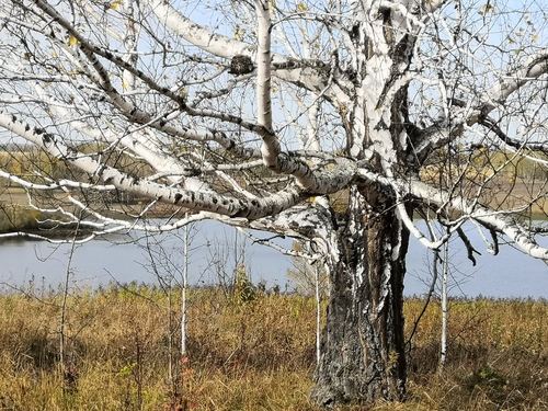 Betula pendula — whole plant photograph
