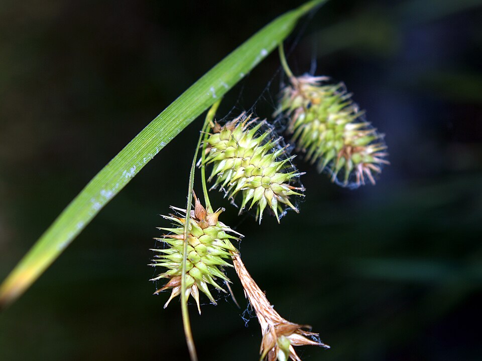 Carex hystericina — fruit photograph