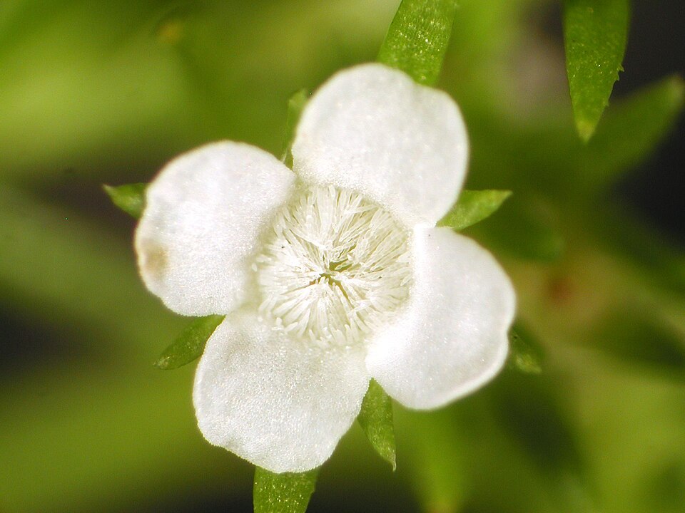 Polypremum procumbens — flower photograph