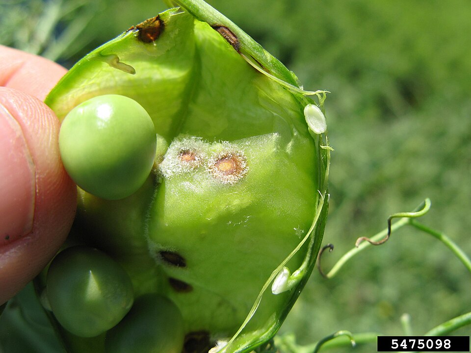 Pisum sativum — fruit photograph