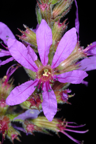 Lythrum salicaria — flower photograph