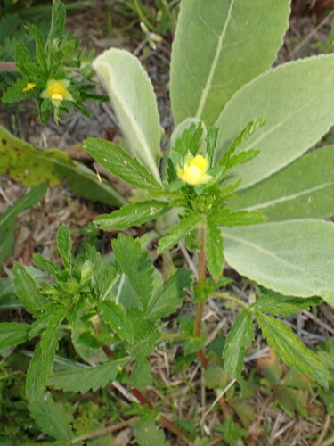 Potentilla norvegica — flower photograph