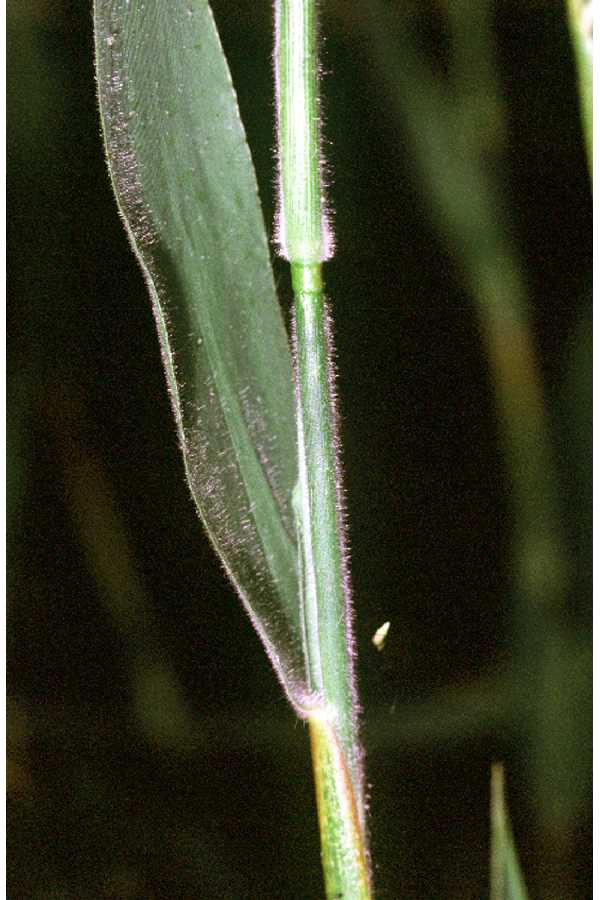 Dichanthelium scoparium — foliage photograph