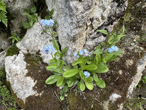 Myosotis sylvatica — flower photograph