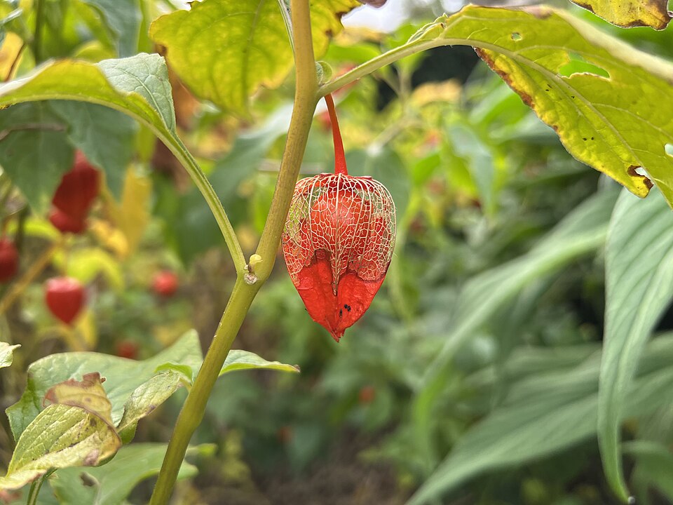 Alkekengi officinarum — fruit photograph